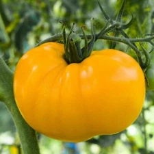 Golden Jubilee Tomato Seeds, Golden Sunray, NON-GMO, Medium Beefsteak, FREE SHIP