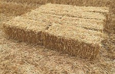 13 X Wheat Or Barley Straw Feed Quality Small Bales On A Pallet
