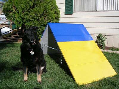 dog agility equipment