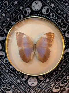 Morpho violacea Schmetterling im Messingrahmen Falter