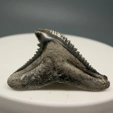 Uncommon 1.00" Fossil Galeocerdo eaglesomi EXT TIGER Shark Tooth - Magnolia, NC