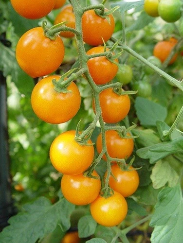 (20) Sunsugar Cherry Tomato Seeds plants sun sugar gold