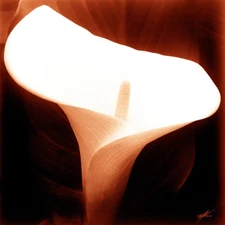 Flora Collection - Arum-Lily - 24" x 24" Canvas Art Poster