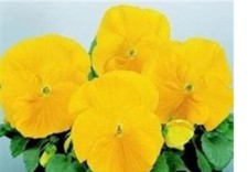5 X PANSY  MINI PLUG PLANTS   choice