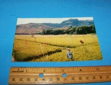 Rice Fields Wailua River Valley Hawaii Vintage Postcard  Sleeping Giant Mountain