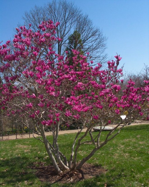 Ann Magnolia Tree Live Plant Healthy Established Rooted 3 Plants in 2