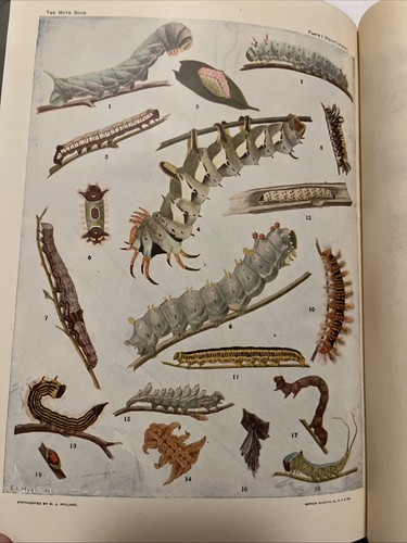 The Moth Book By W J Holland 1922 - Picture 4 of 16