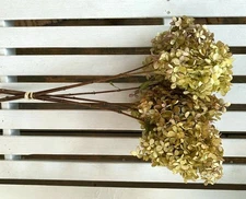 Dried HYDRANGEA Flowers Bunch on stems Bouquet  Natural Cottage decorating Prim