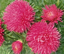 ASTER GREMLIN DOUBLE DARK ROSE Callistephus Chinensis - 100 Bulk Seeds