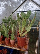 Small prickly pear cactus