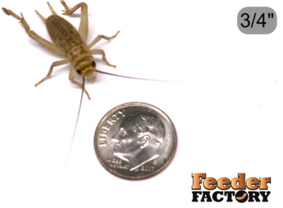 Live 3/4'' Feeder Crickets - 250-1000 counts - FREE OVERNIGHT SHIPPING