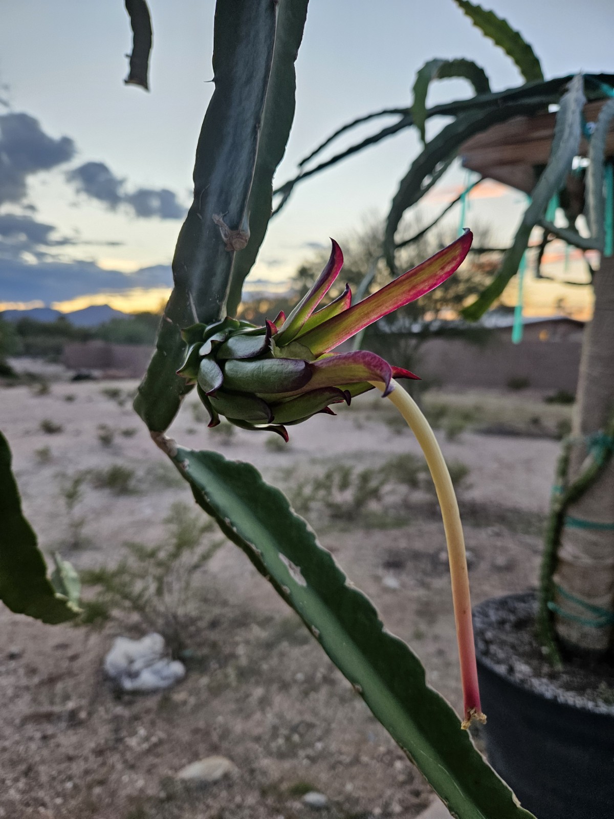 Dragon Fruit Cutting AX 🍬 Rare Exotic 20" - 28" Mature Healthy 💪MASSIVE THICK