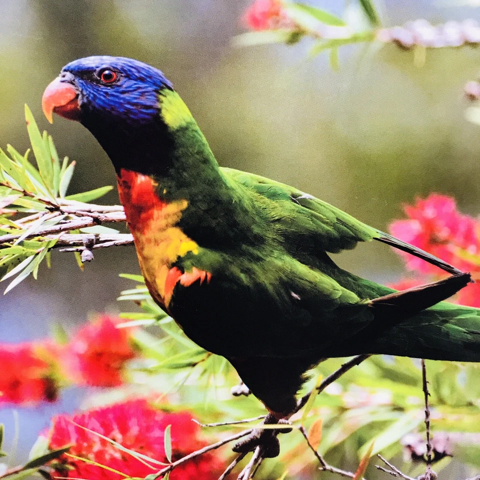 Rompecabezas Rainbow Lorikeet Parrot 300 Piezas Funciona 18.11X 12 Nuevo Hermoso Vivo Foto 2 de 4