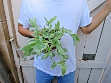 Tradescantia albovittata Succulent