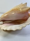 VTG Conch Shell Accent/ Lamp Works Nautical Decor — photo 4