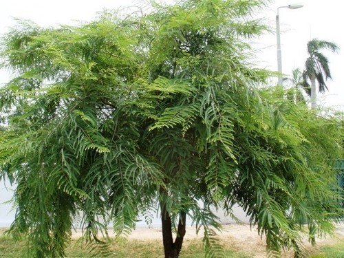 Phyllanthus Emblica Tree 15 Seeds, Indian Gooseberry, Edible Amla Fruit - Picture 4 of 5