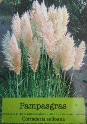 Cortaderia selloana - Riesen-Pampasgras