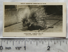 1926 Pattreiouex Real Photos Animals No. CA11 - Porcupine