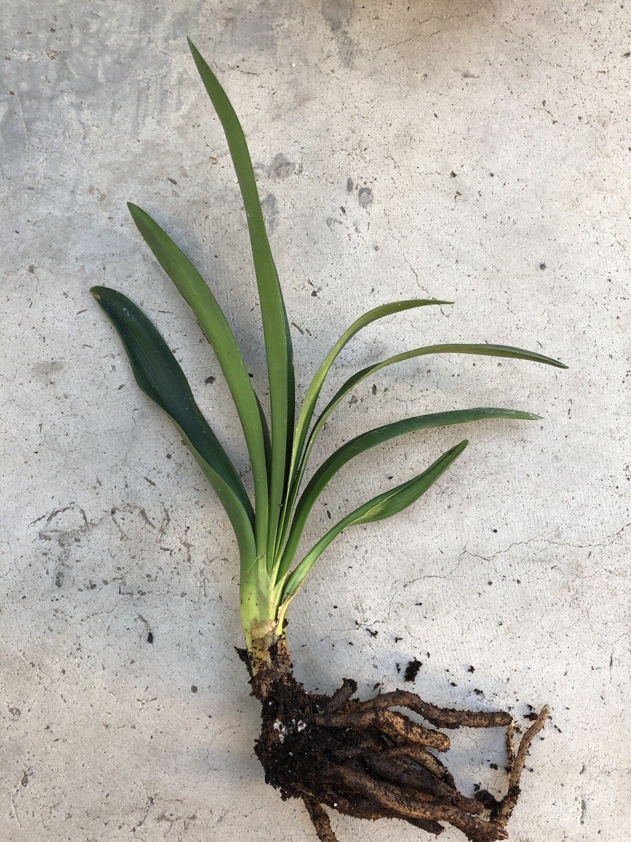 Clivia Miniata Orange Flowers Bush Lily 7 Leaves Live Plant No Pot