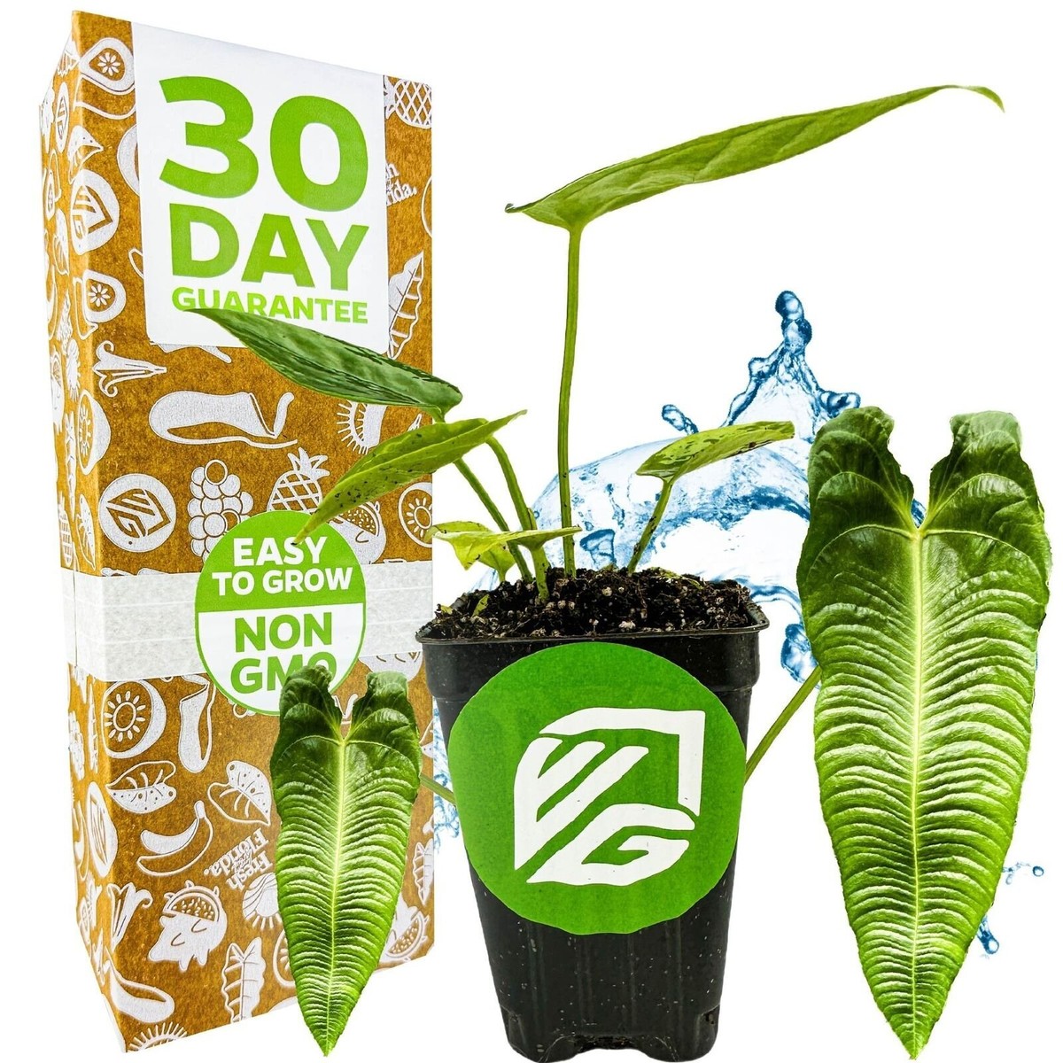 King Veitchii - Anthurium veitchii - Live Plant | eBay