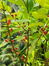 50 seeds ayurvedic erythroxylum navo seeds organic pure from Sri Lanka