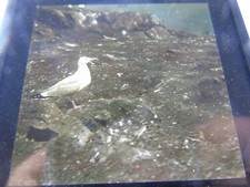 ANTIQUE REAL PHOTOGRAPH PHOTO ANIMAL BIRD MAGIC LANTERN SLIDE HERRING GULL