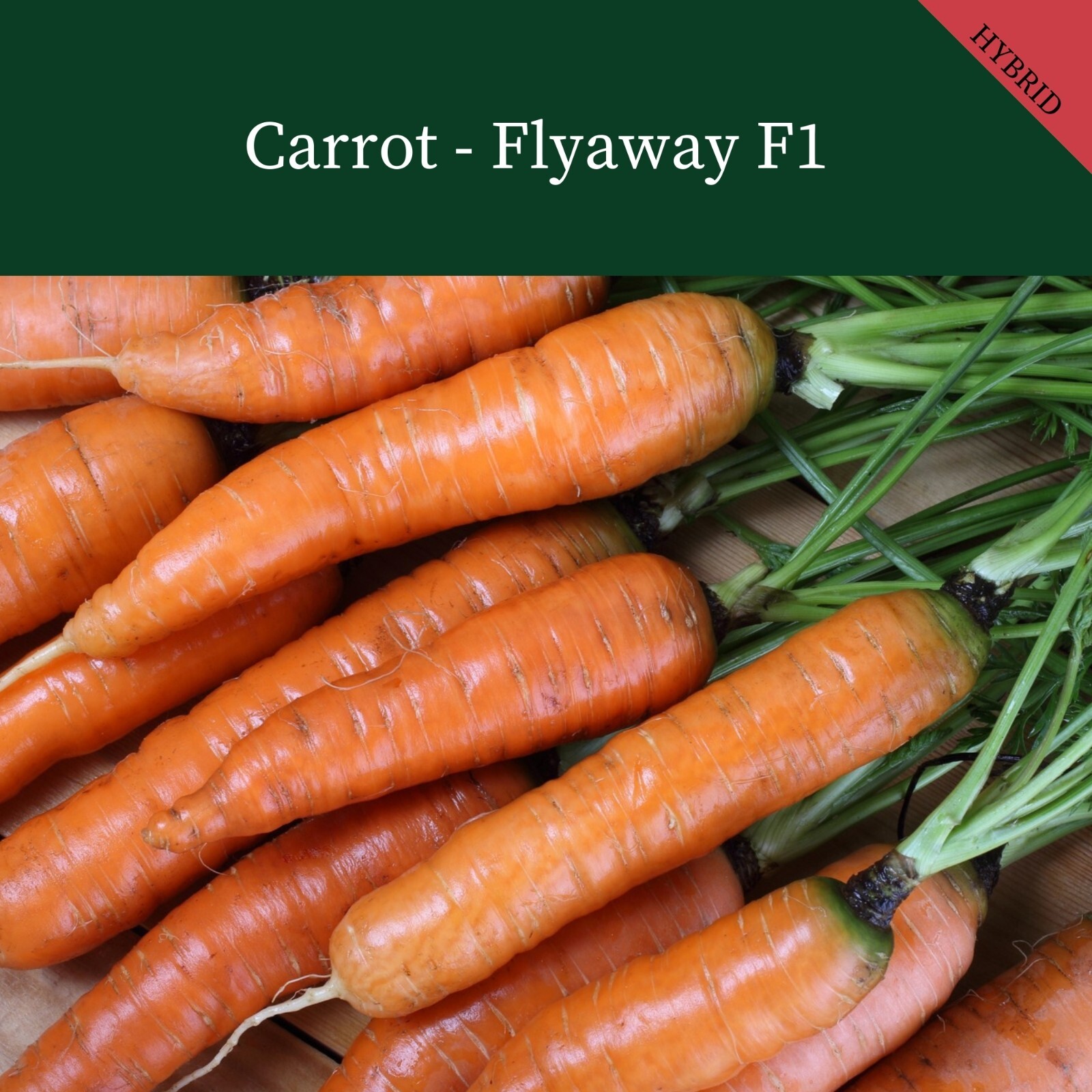 CARROT FLYAWAY F1   1400 FINEST SEEDS