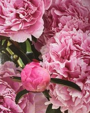 Peony Iconic Sarah Bernhardt Double Pink Live Flower Plant Bulb