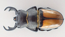 Odontolabis for collectors | large size | Collector's Secret