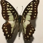 Real Dried Insect/Butterfly/Moth Non set B1750 Papilio Sps Graphium doson