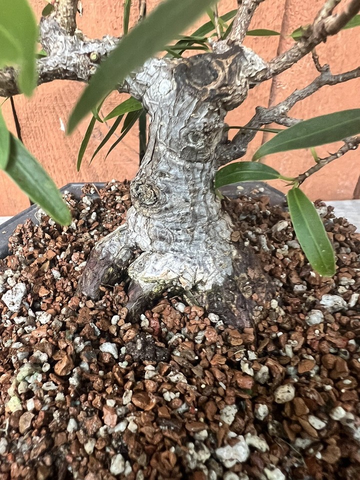 Shohin Willow Leaf Ficus Bonsai !!!! eBay