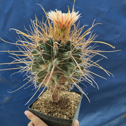 Ferobergia Big!!! (XXXL) POT 14 CM "Grafted" Rare!!! - Foto 5 di 5