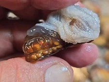 1/4 lb Deer Creek Fire Agate Choice To Mid Grade Rough Blind Grab  4+ Oz Lot 