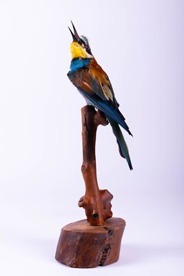 Real Stuffed Taxidermy Bird Bee-eater Wall mount Home decor Merops apiaster