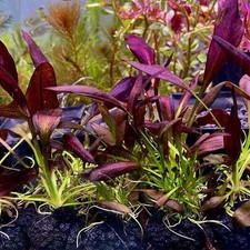 1 Echinodorus aflame Plant live aquarium plants beautiful FREE S/H Rare
