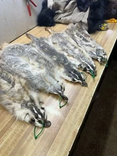 Tanned  Badger Hide Fur #  3 & 4 Lowest Grade  Id Tag Green You Are Buying ( 1 )