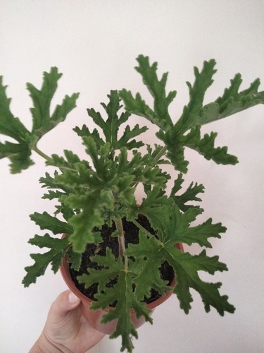 Lemon Geranium Plant |Pelargonium Lemon Scented Geranium, Anginka, 12cm pot