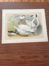 3 Chromolithographs Studer's Birds of America Heron Swans Rails Bird Prints