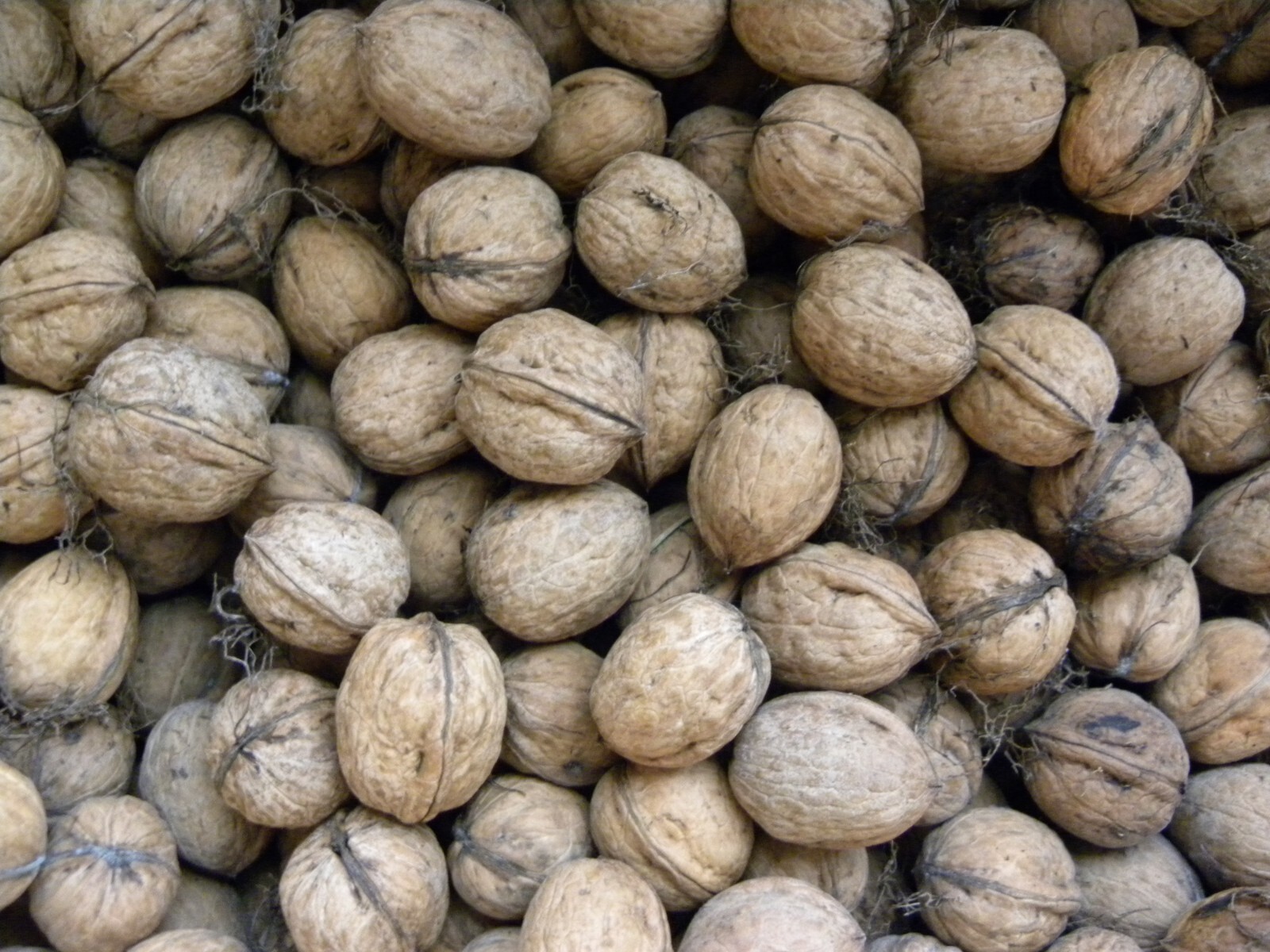 Lot of 12 One Dozen Walnut Shell Pairs Halves Art Crafts Walnuts Shells Whole