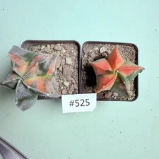 2pcs Sale Rare Cacti Astrophytum myriostigma WYSIWYG  Variegated Sale seedgrowth