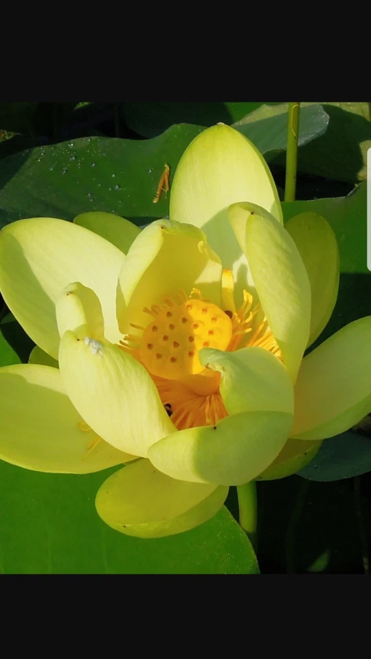 ¡20 semillas de loto americano para cultivar! Nelumbo lutea, ¡nativo de EE. UU.! Resistente al frío Foto 2 de 4