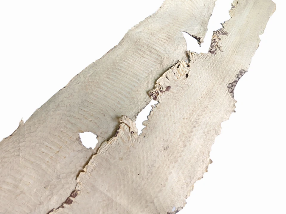 Retro natural color Genuine old scared cobra snake Skin Leather hide - Image 3 of 3