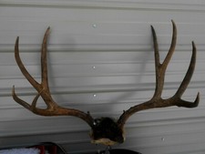 29 2/8 wide 5x5 MULE DEER RACK antlers whitetail sheds taxidermy mount