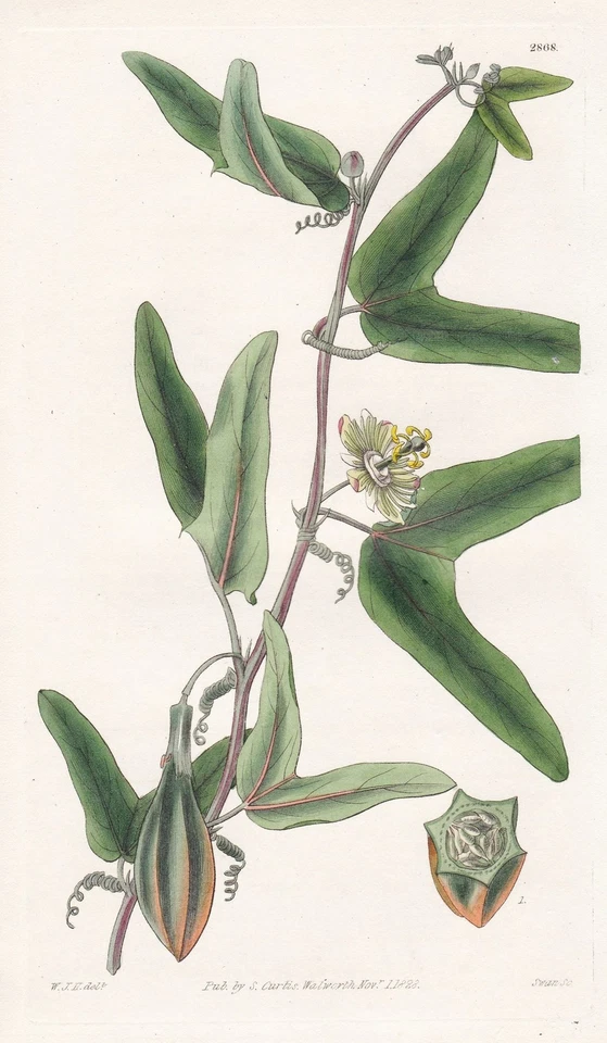 Passiflora capsularis West Indies Botanik engraving Kupferstich Curtis 2868 - Bild 1 von 1