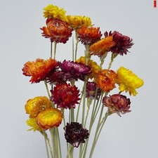 20 Pcs Natural Dried Daisy Flowers Bouquet - Multicolor Daisies Dried Sunflow...