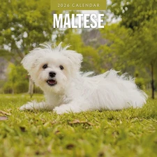 Maltese 2026 Square Wall Calendar