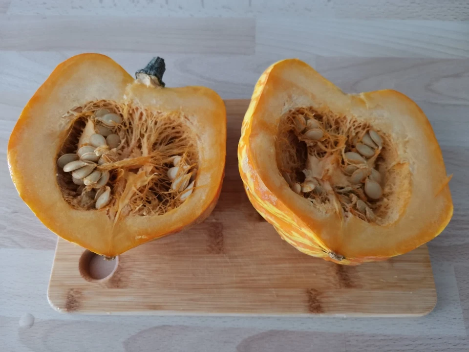 15 Graines Courge Patidou  (légume potager ancien rare)  - Photo 2/3