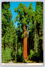 Vintage Postcard General Sherman Tree Sequoia National Park 1980