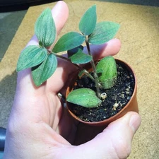 RARE - Tradescantia chrysophylla 'Baby Bunny Bellies' starter plant - super soft