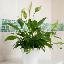 Peace Lily Plant-Spathyphyllum-Beautiful Flower - Air Purifying - Fast Dispatch